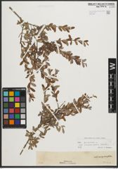 Foto von Salix purpurea subsp. amplexicaulis (Bory) C. K. Schneid.